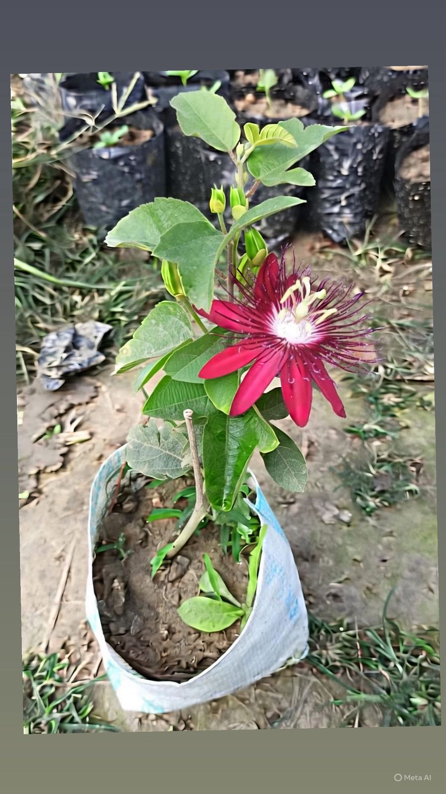 KRISHNA KAMAL RED
